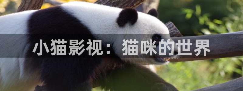 电视剧请回答1988全集在线观看免费：小猫影视：猫咪的世界